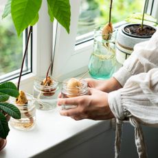 Gardener showing how to grow avocado seed on windowsill