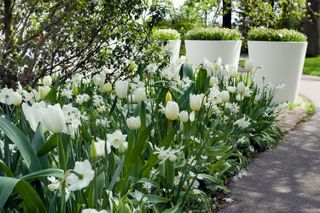 garden color schemes: all white garden with tulips and pots