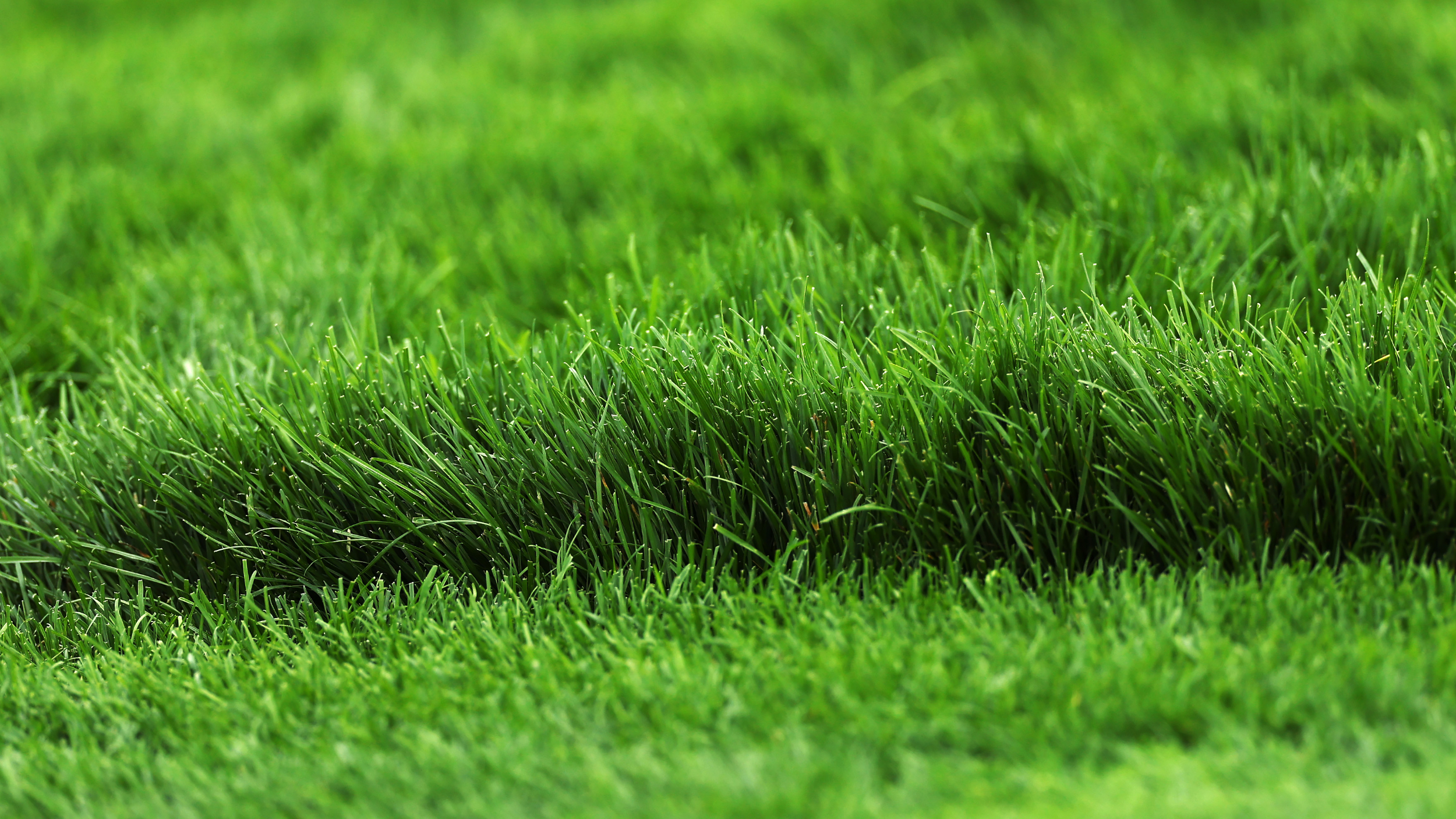 Detail of the Oakmont rough