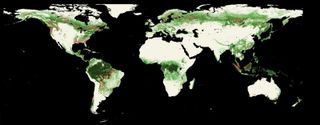 International Deforestation Patterns in Tropical Rainforests