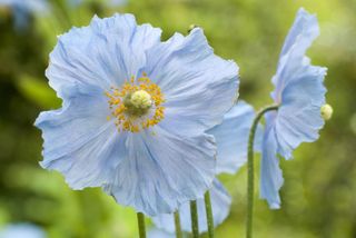 how to grow poppies: Himalayan poppies