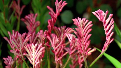 Kangaroo Paw Flower / Anigozanthos manglesii