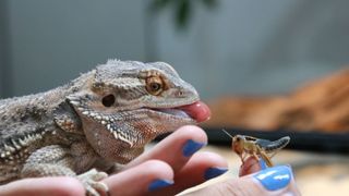 Bearded dragon