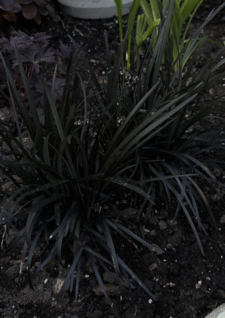 A patch of black mondo grass