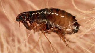 What do fleas look like - close-up of a flea