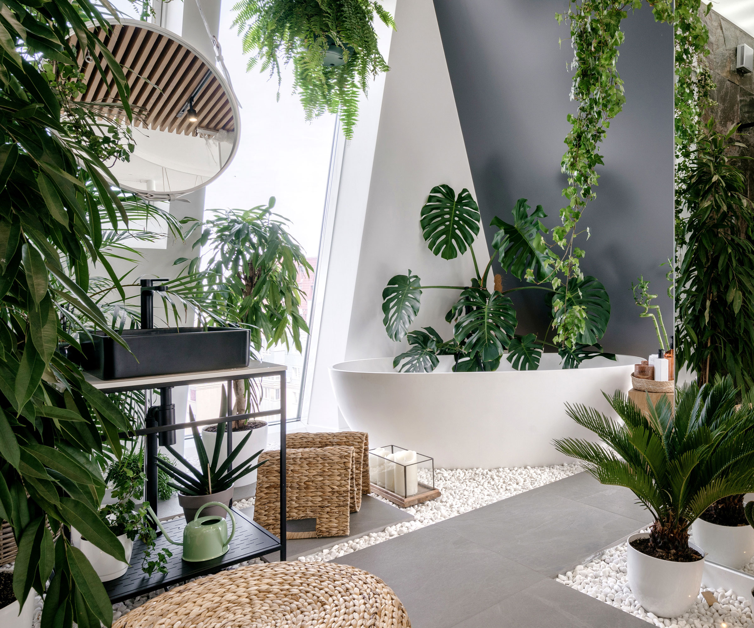 Boston fern plant in hanging basket above white bathtub in modern bathroom