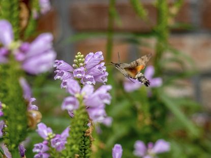 Moth Approaching Purple Flowers