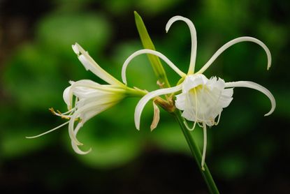 Peruvian Daffodil 