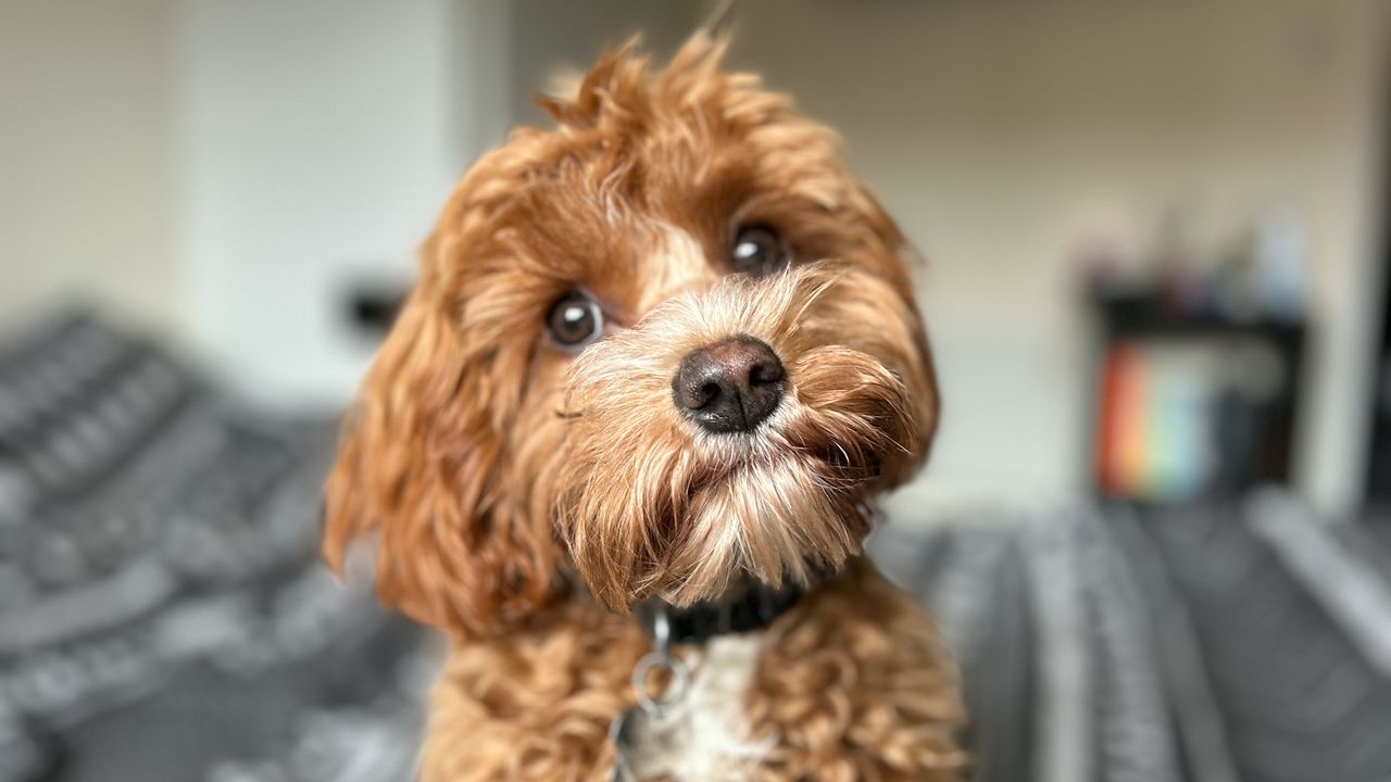 iPhone 14 Plus camera test