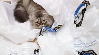 Why does my cat eat plastic?