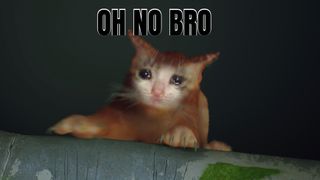 Cat slips off a ledge, with the sad cat meme edit and text overlay "oh no bro"