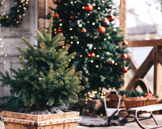 christmas trees and sleigh