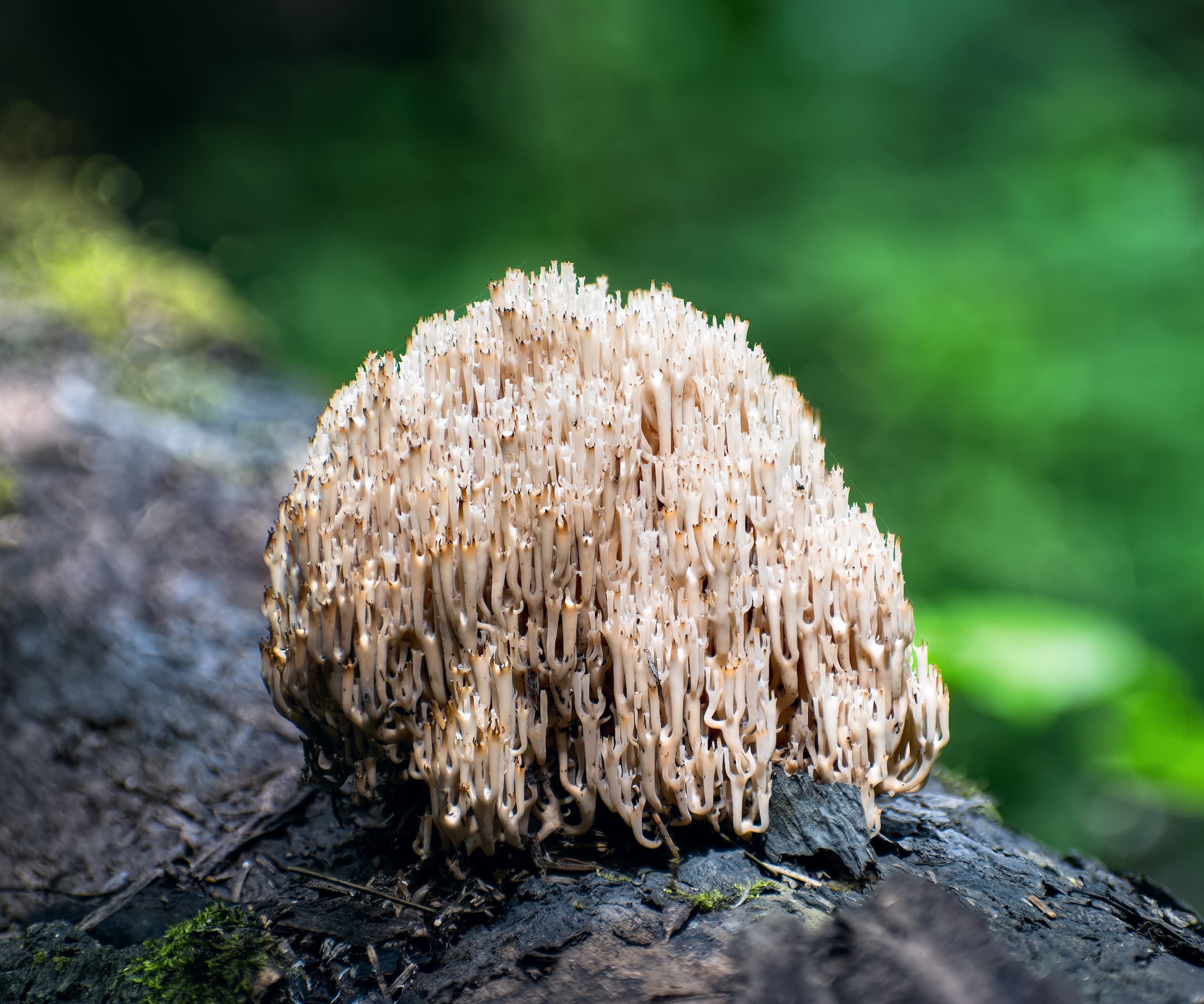 Artomyces pyxidatus (crown coral or crown-tipped coral fungus) growing on a fallen log in the forest