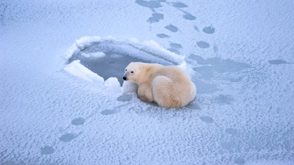 Polar bear photos: Stunning shots capture Earth's icons of climate ...