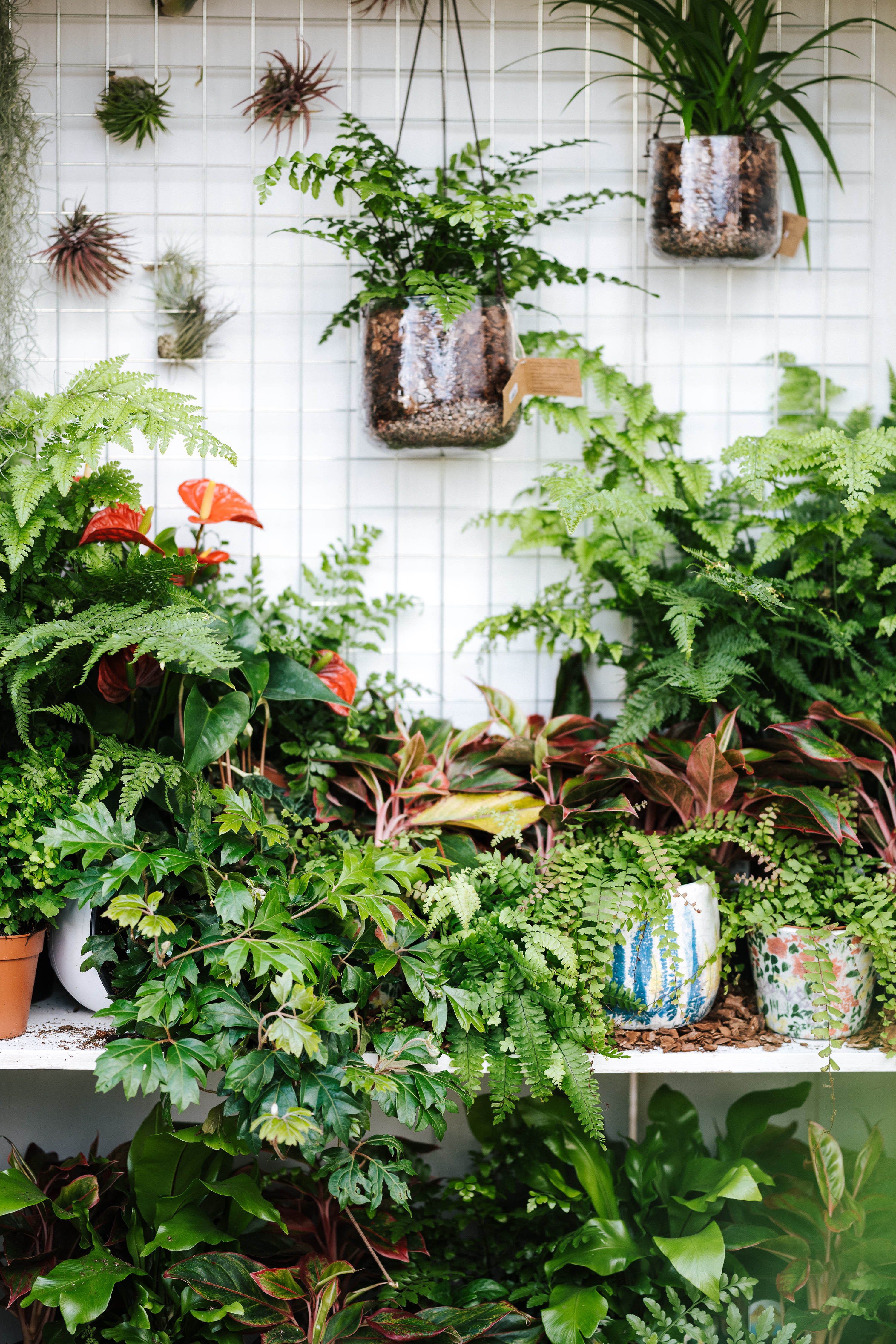 indoor garden ideas: loads of potted houseplants