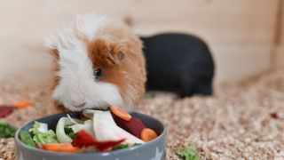 Guinea pig eating from a food bowl