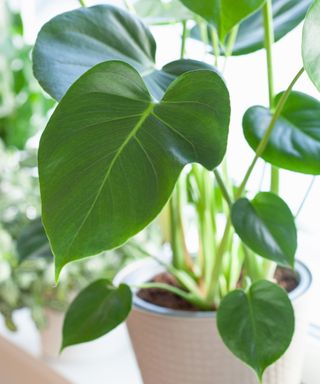 Monstera without split leaves