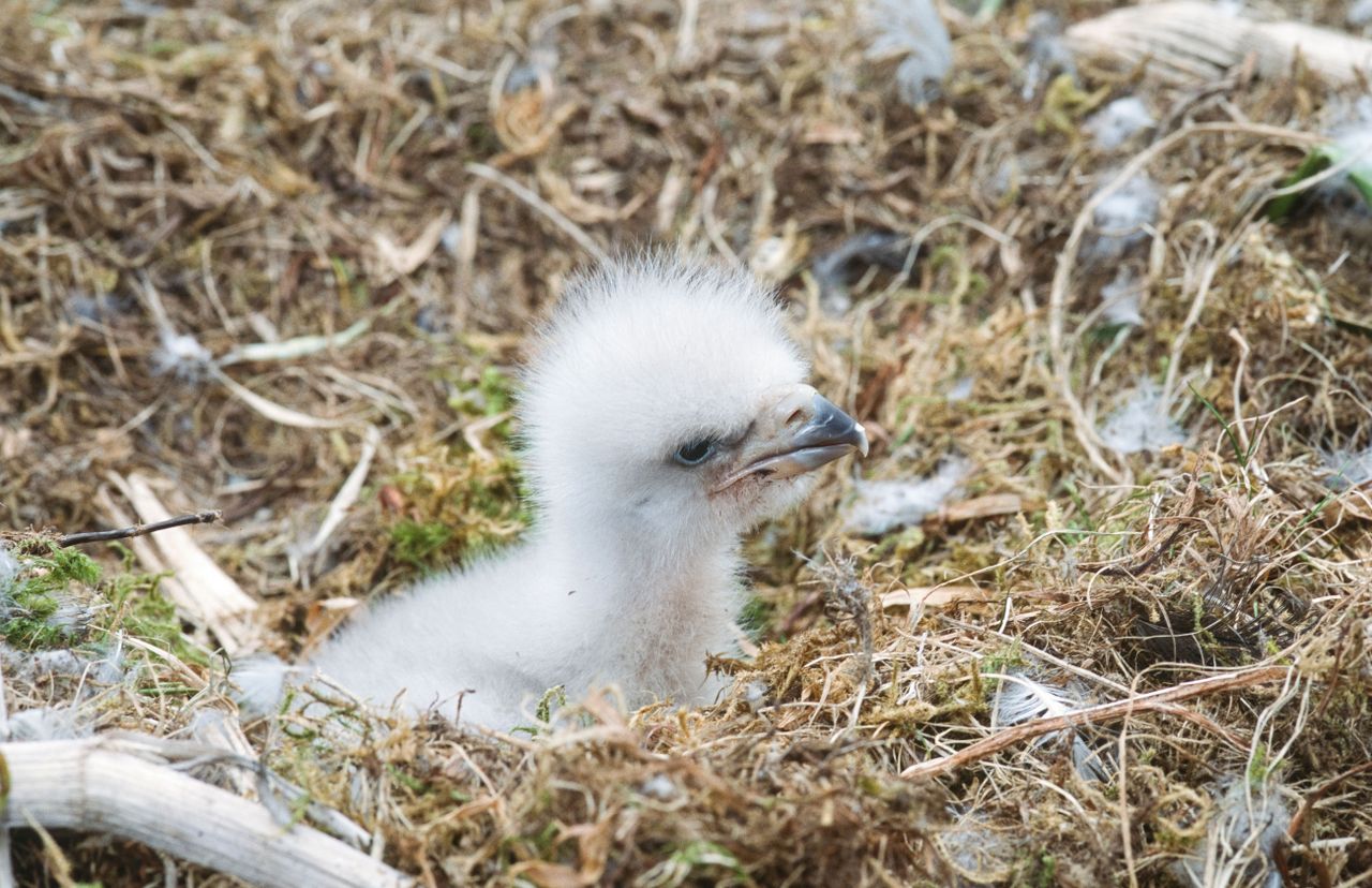 A bald eagle chick.