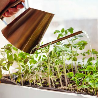 watering seedlings growing in a tray indoors