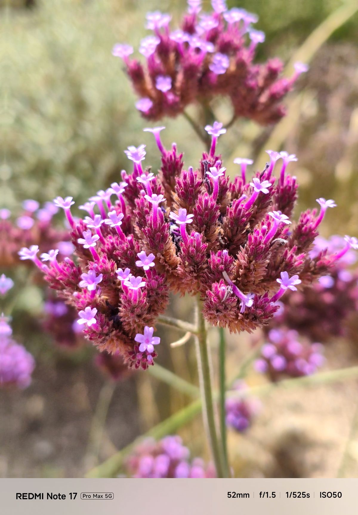 Close-up of small purple flowers with a heavily blurred background creating a shallow depth-of-field effect.