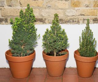 Three conifer trees growing in terracotta pots