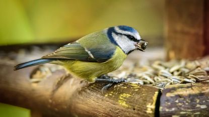 Blue tit on garden bird feeder