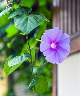 Purple flowers of a morning glory vine tumbling from a hanging basket