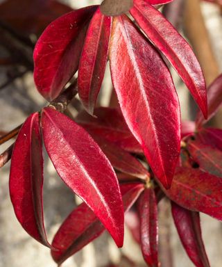 red leaves of star jasmine