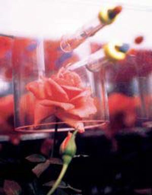 A miniature rose grows in a special Astroculture chamber as part of a 1998 space shuttle mission experiment to study new scents in space.