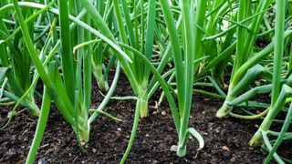 Bunching onions growing in soil
