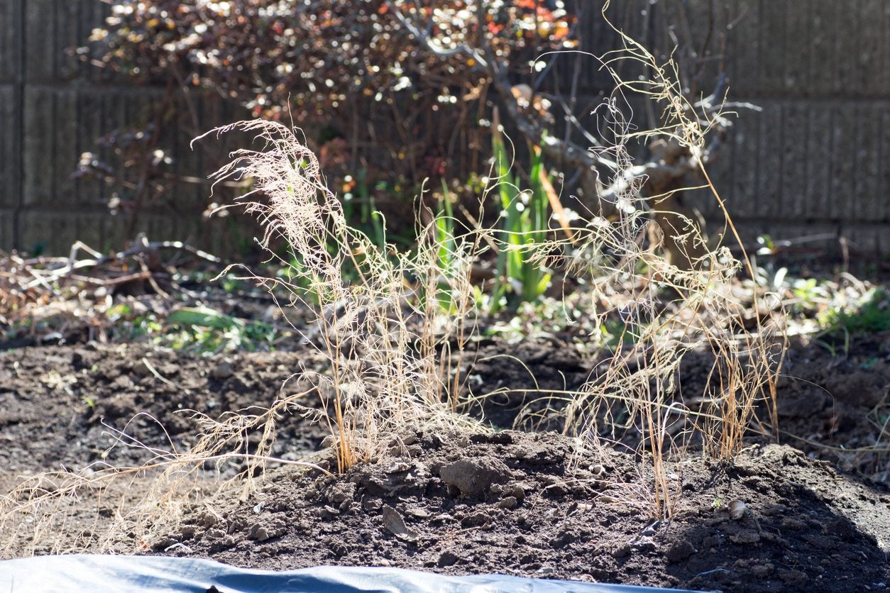 Prepping Asparagus For Winter Does Asparagus Need Winter Protection