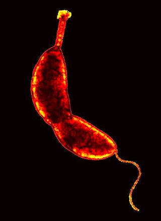 tiny water bacterium <i>Caulobacter crescentus</i> 