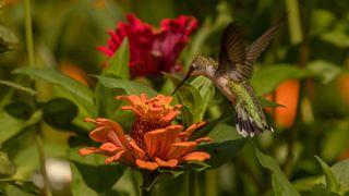 Mixed planting for hummingbird