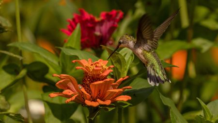 Mixed planting for hummingbird