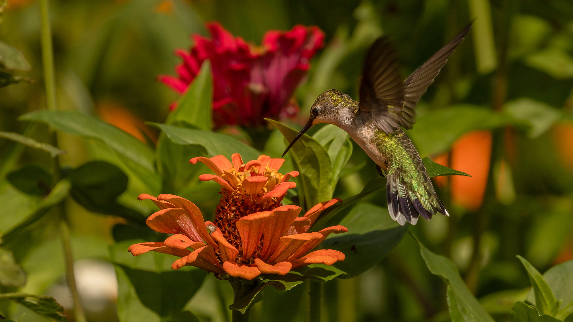 Mixed planting for hummingbird