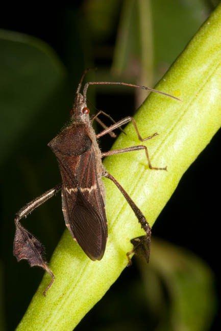 Leaf Footed Bug On Plant