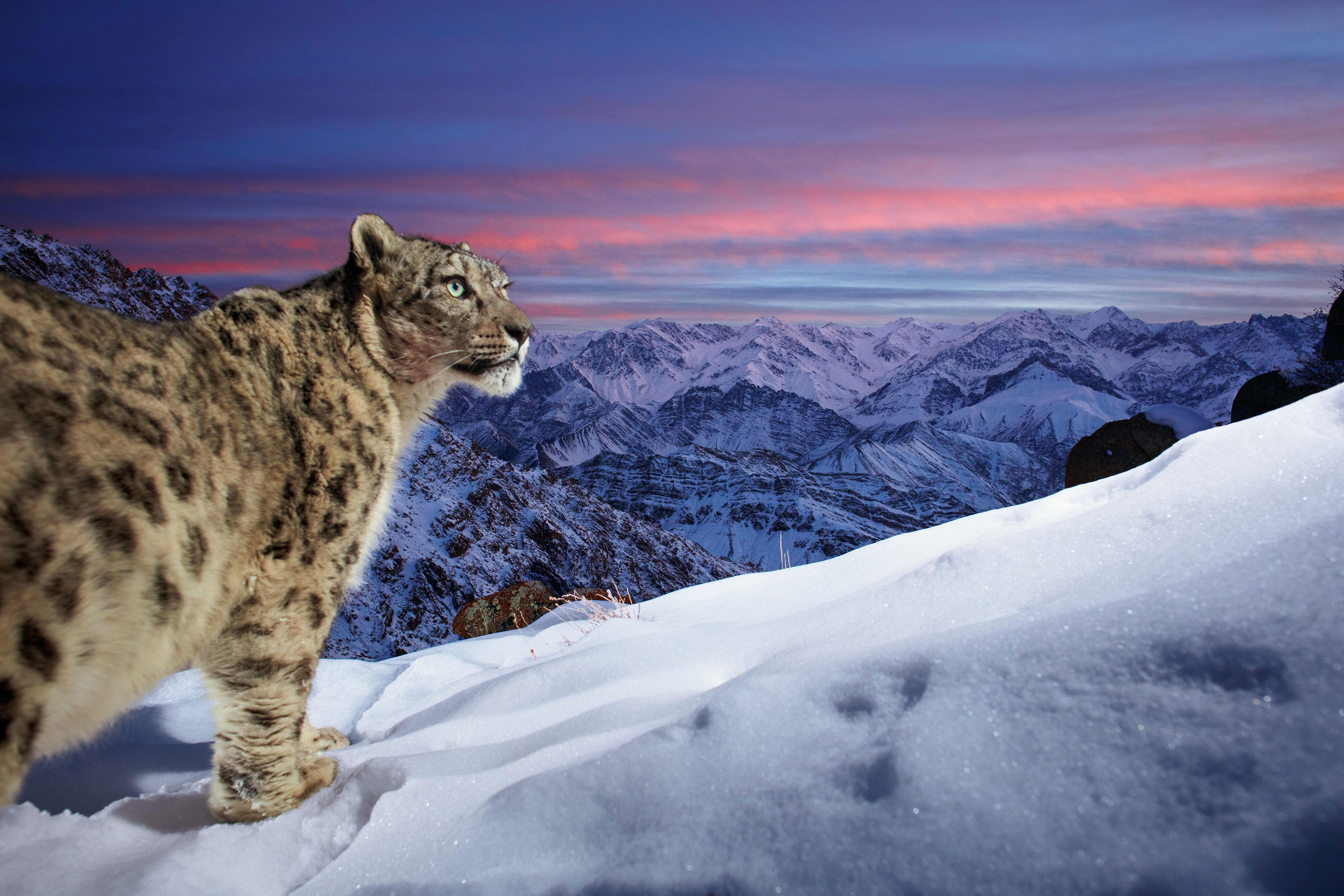 A wild snow leopard triggers a DSLR camera trap high up in mountains of Ladakh in the Indian Himalayas.