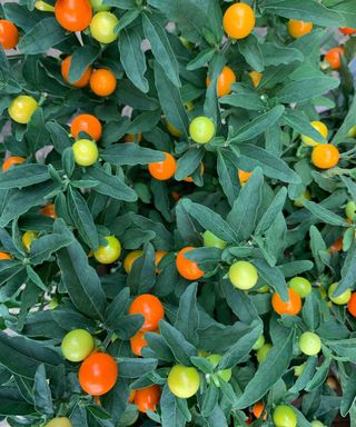 Close up of the autumn and winter annual plant Solanum venus or Winter Cherry plant with orange-red berries