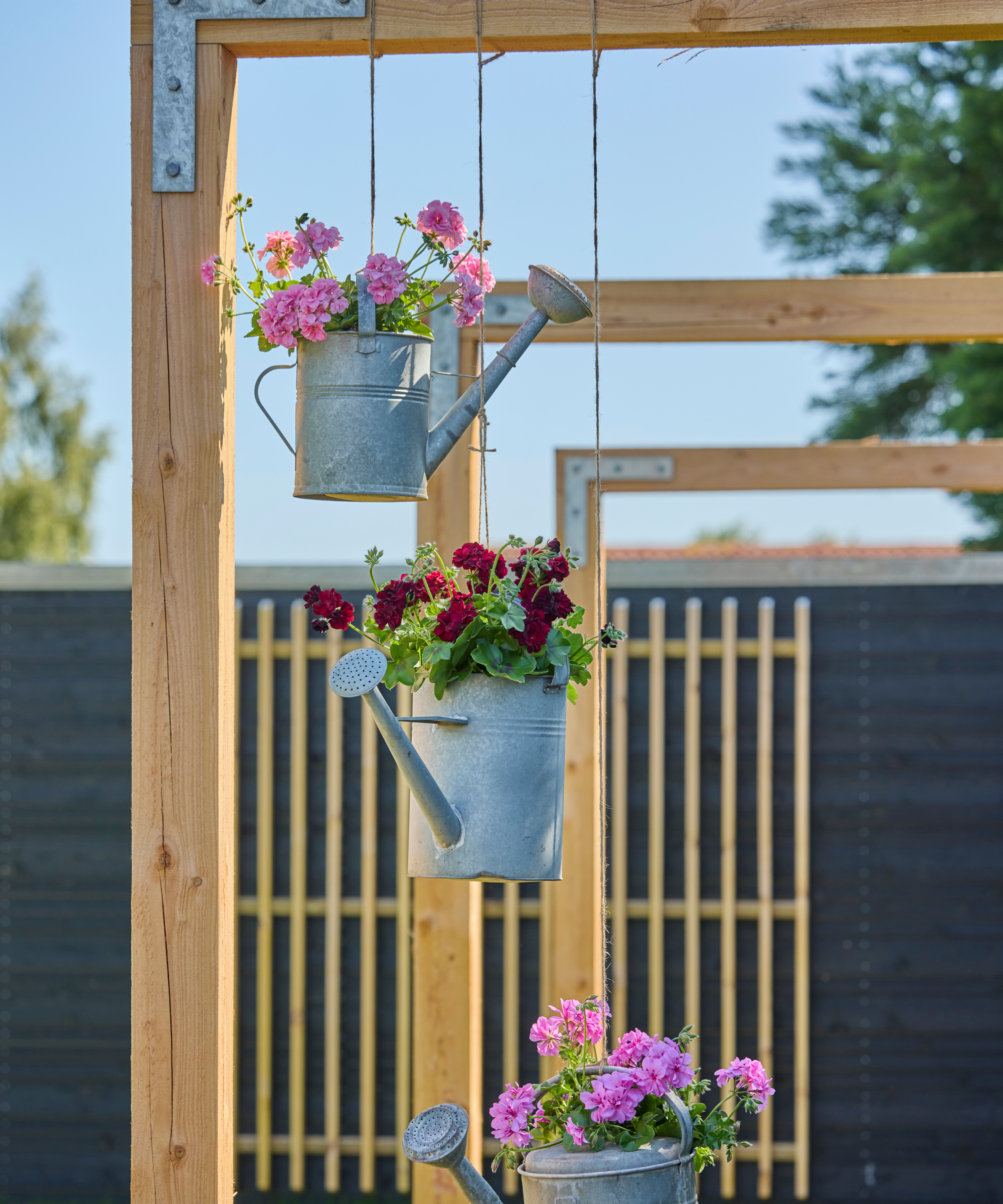 upcycled watering cans planted with pelargoniums and suspended from a pergola frame as creative hanging baskets