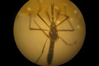 An Aedes aegypti mosquito, the species that transmits the Zika virus, viewed through a microscope.