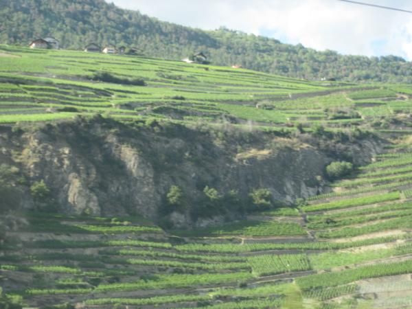 Rugged vines mean robust Swiss wine