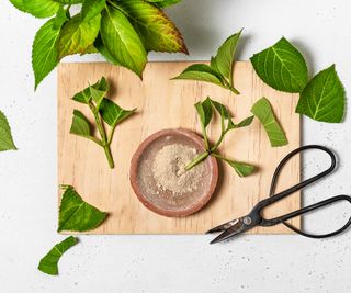 A hydrangea cutting in a shallow bowl of rooting hormone powder