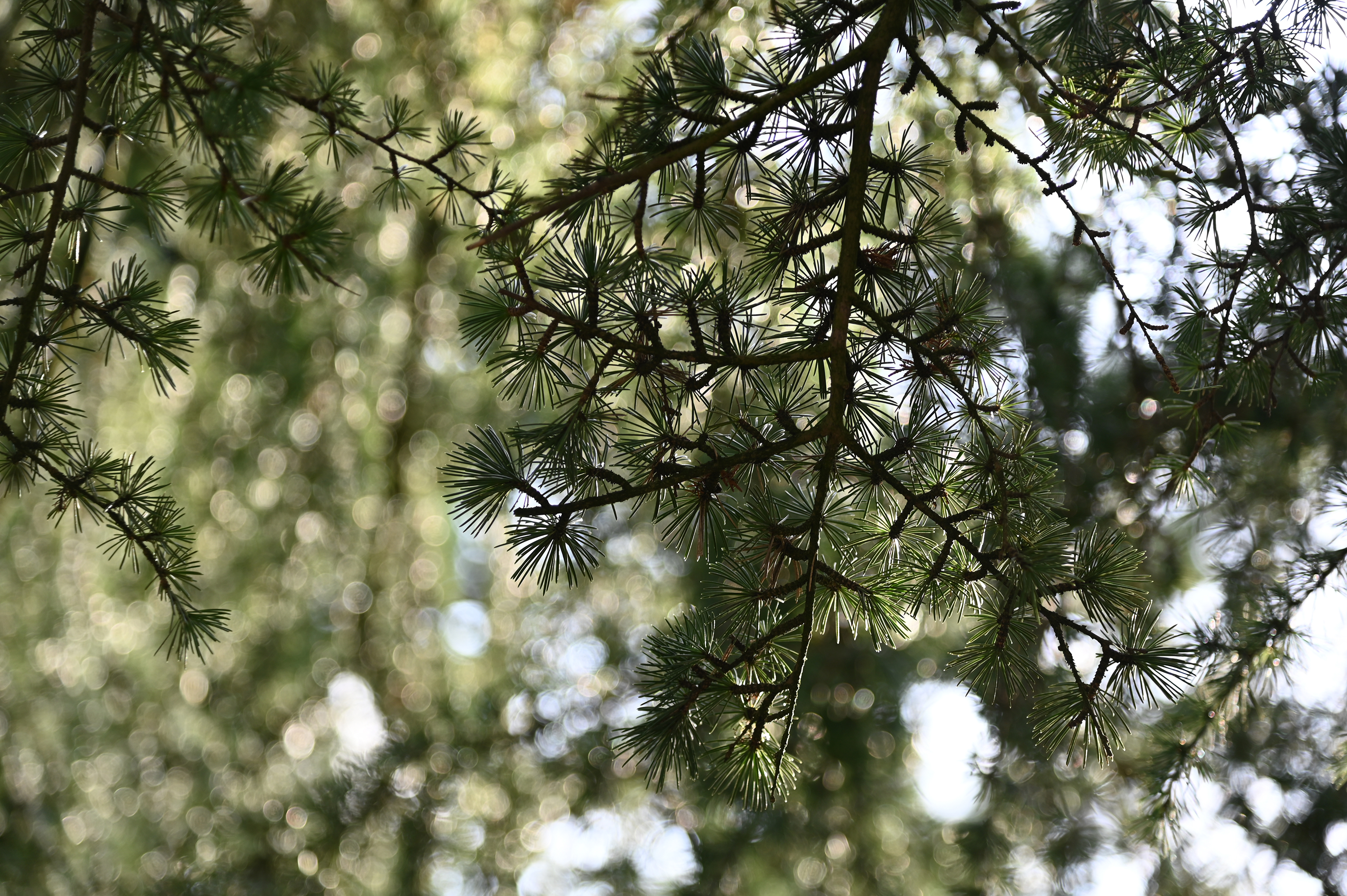 Nikon D780
