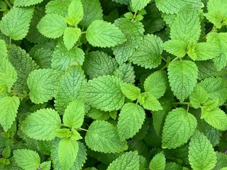 Lemon Balm Plant