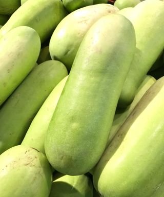 Harvested winter melons