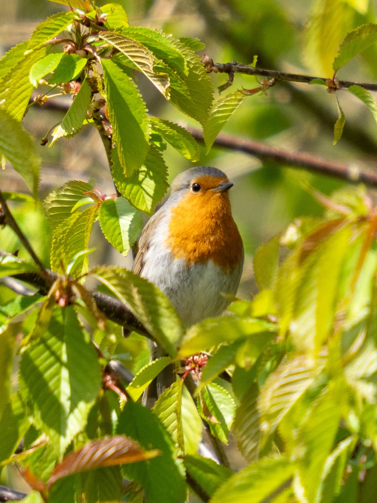 robin sitting in a tree