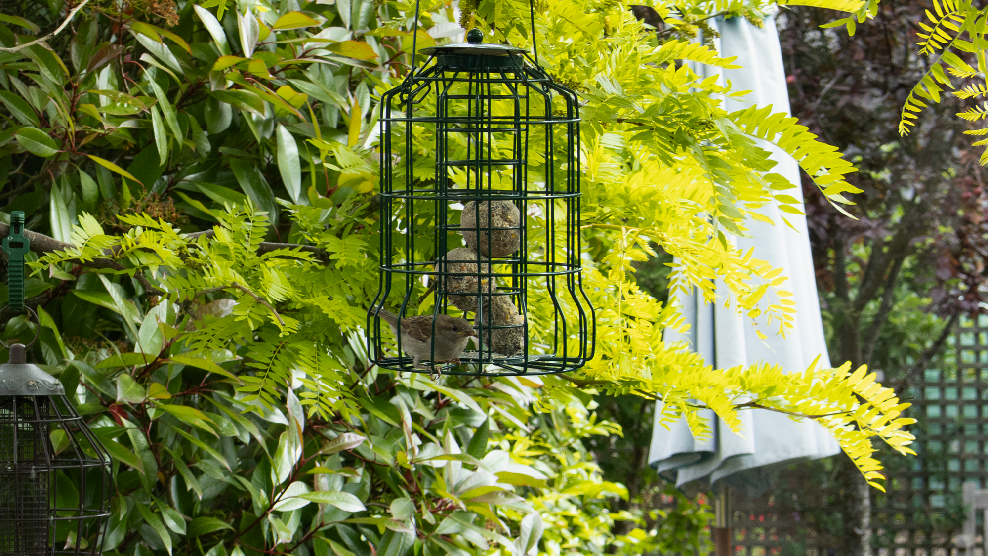 Bird on feeder eating fat balls
