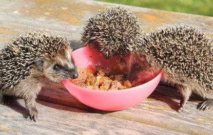 Three young hedgehogs eat cat food in Berlin, on October 1, 2012. Young hedgehogs weighing less than 250g are raised by hand.AFP PHOTO / WOLFGANG KUMM GERMANY OUT(Photo credit should read WOL