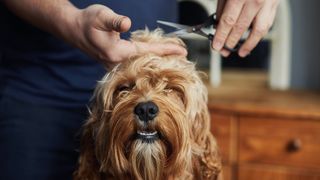How to clean a dog brush