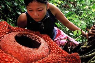 This is Rafflesia arnoldii, the largest flower on Earth.